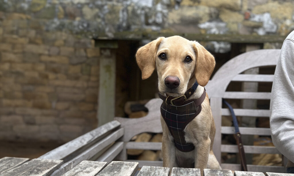 Kelso - A Dog Friendly Destination