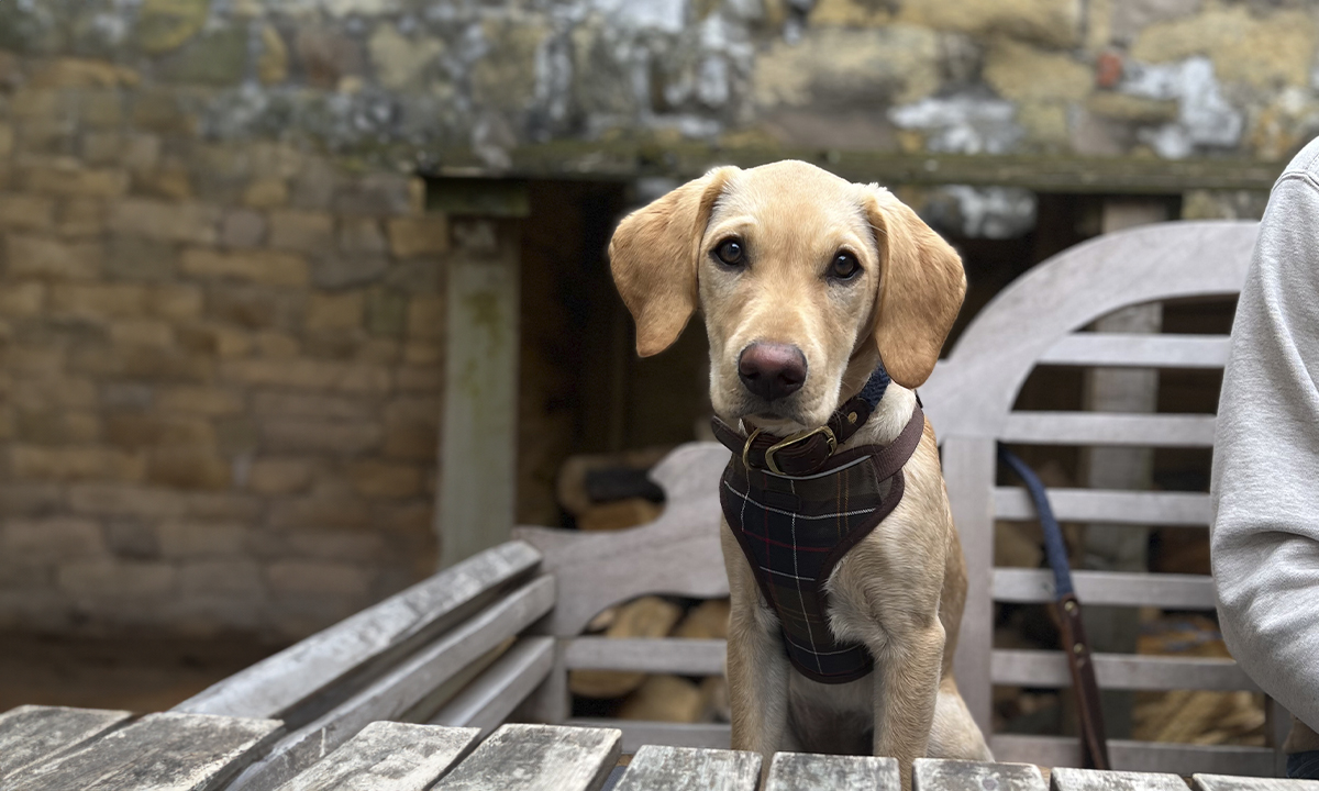 Amble Sat at a Table
