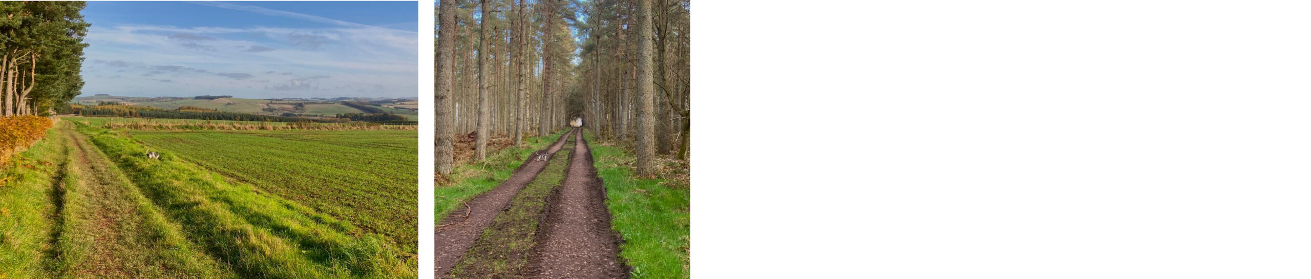 Bowmont Forest Walk