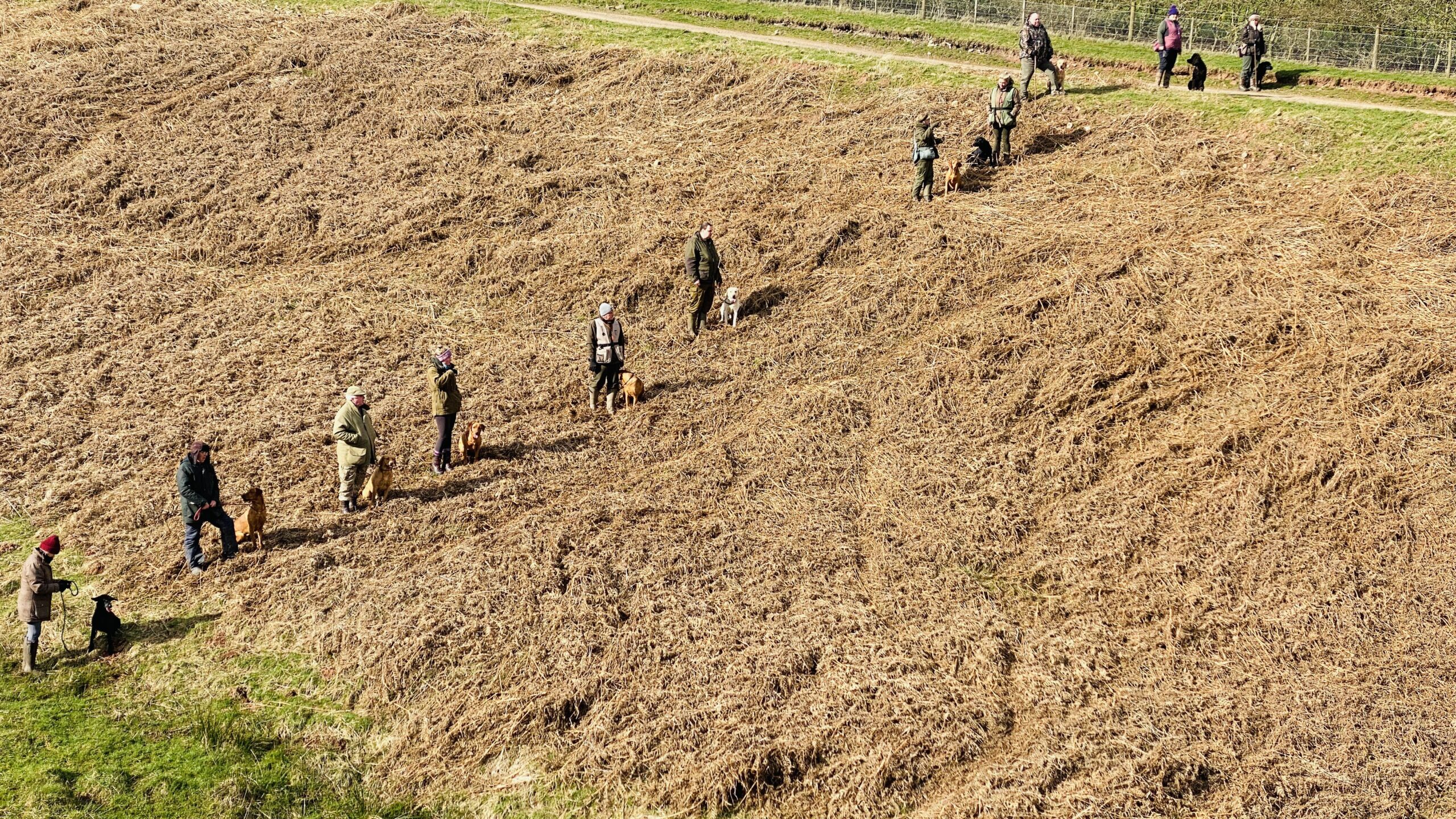 Scottish Borders Sporting Gundog Training